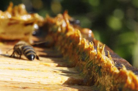 Propolis Cosval